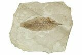 Detailed Fossil Leaf (Allophylus) - Green River Formation, Utah #331917-1